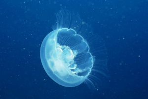 Медуза потрапила до саратовської області Медуза потрапила до саратовської області